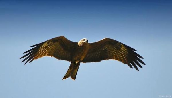 鹰是生肖猴吗属相(鹰在生肖里属什么?)