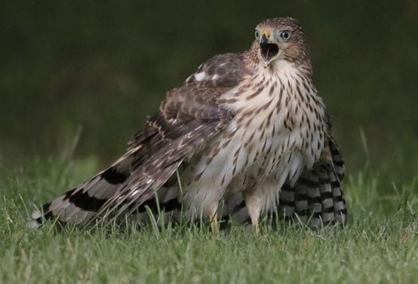 鹰是生肖猴吗属相(鹰在生肖里属什么?)