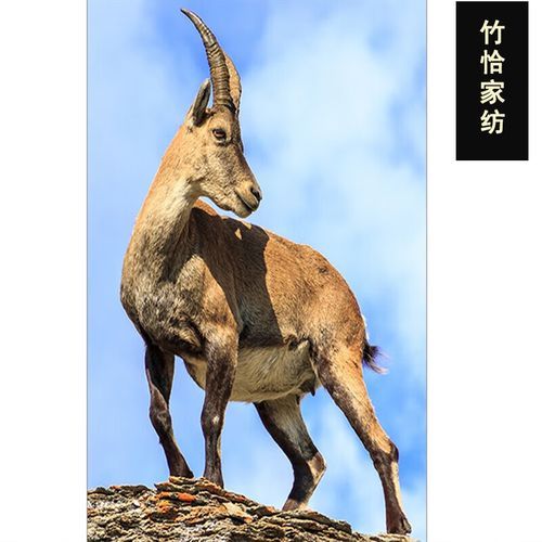 生肖属相挂图（生肖属相挂图到底挂哪里最旺家运）