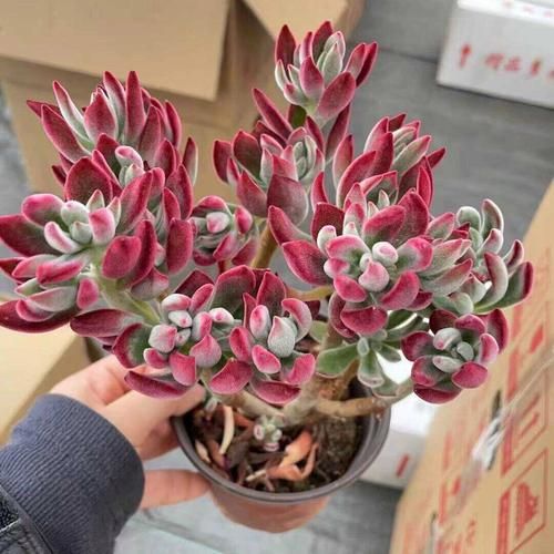 生肖属相多肉植物（属兔养什么多肉植物最旺财运🌱）