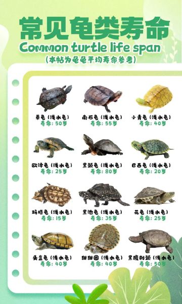 什么生肖属相不能养乌龟（什么生肖不能养乌龟真相揭晓）