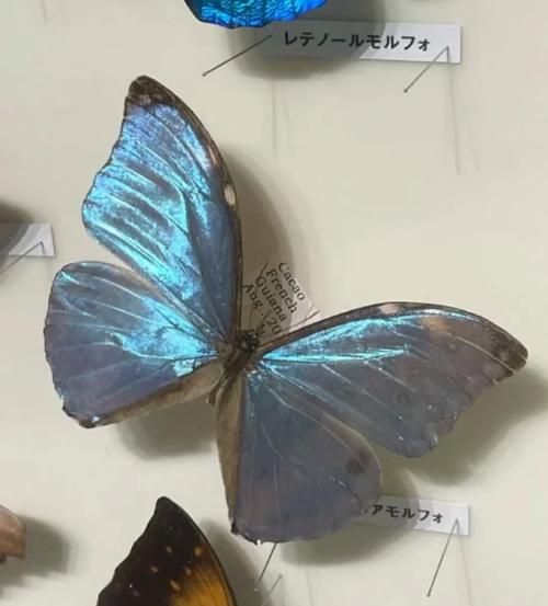 化蝶夫妻生肖属相（化蝶夫妻生肖组合有哪些属相）