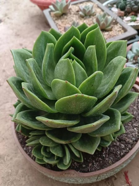 翠花属相是什么生肖(翠花属相是什么生肖最旺)