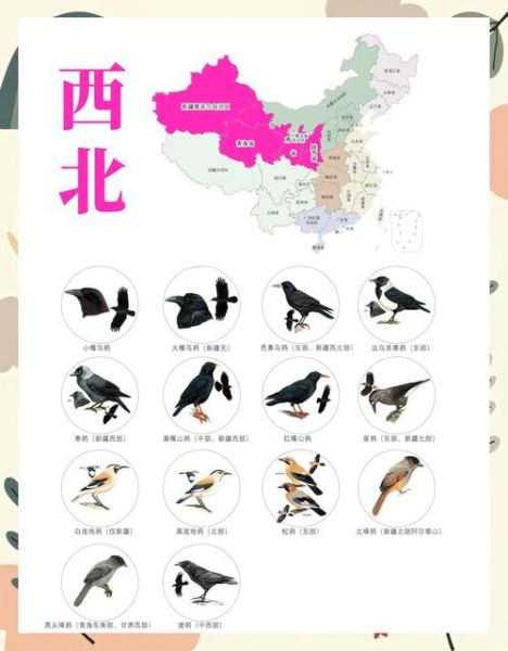 乌鸦生肖属相配对图（生肖鸡与乌鸦的民间说法揭秘）