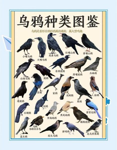 乌鸦生肖属相配对图（生肖鸡与乌鸦的民间说法揭秘）