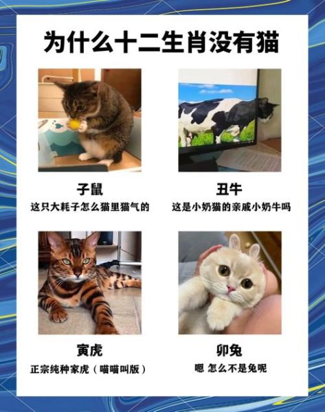 怎么判断猫咪的生肖属相（猫咪生肖属相查询方法）