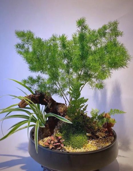 生肖属相盆栽(鼠年属相盆栽怎么挑?绿萝招财🪴)