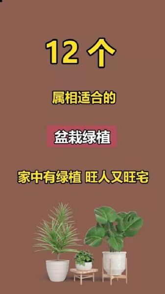 生肖属相盆栽（鼠年属相盆栽怎么挑？绿萝招财🪴）
