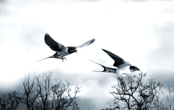 燕子属于什么生肖属相呢（燕子属于什么生肖属相）