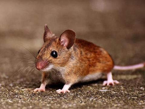 生肖属相长相图片（老鼠属相长相真人图片大全）