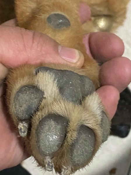 熊掌属相是什么生肖的（熊掌属什么生肖的动物答案来啦🏆）