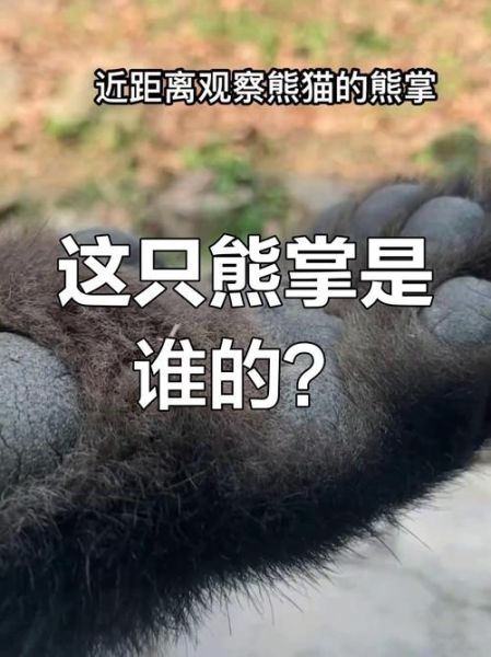 熊掌属相是什么生肖的（熊掌属什么生肖的动物答案来啦🏆）