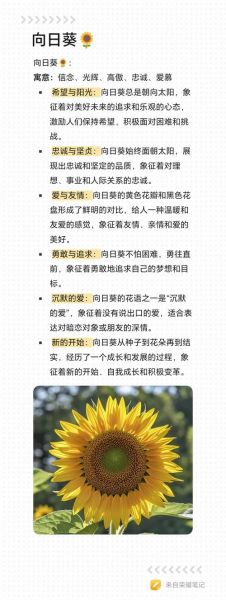 葵花属相是什么生肖（葵花代表什么生肖最易懂科普🌻）