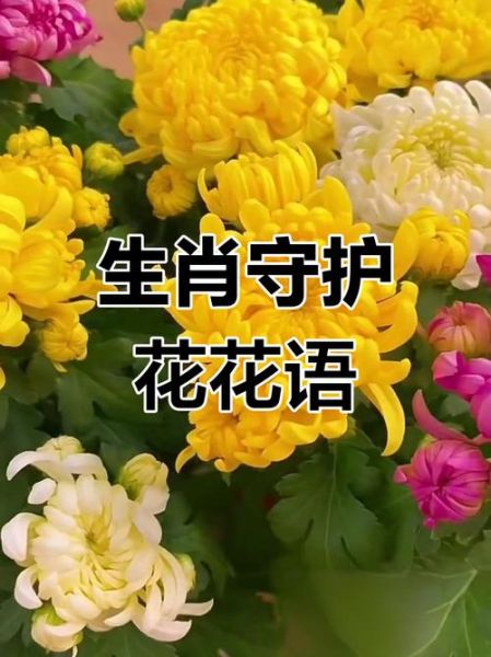 十二生肖属相花(十二生肖对应什么花最旺运?)