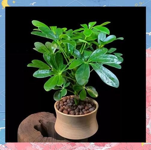 生肖属相的植物有哪些（适合我的生肖的幸运植物有哪些🌿）