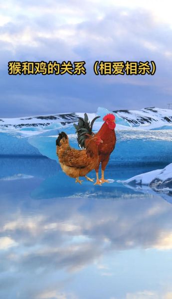 生肖猴和生肖鸡属相合吗（生肖猴和生肖鸡到底合不合）