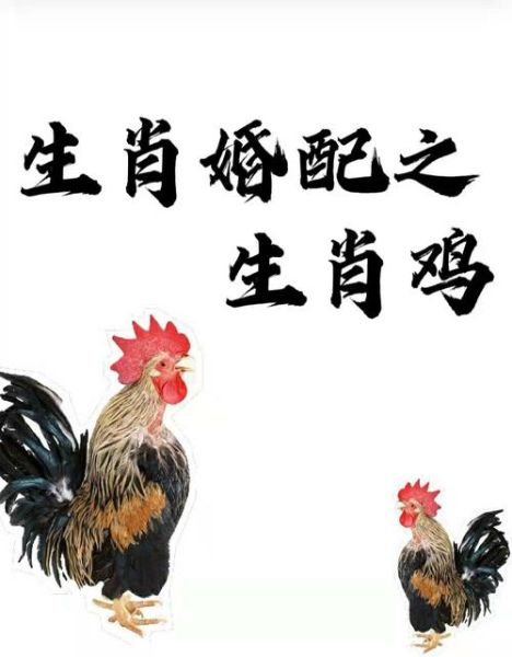 十二生肖鸡和什么属相配（鸡和什么属相最配？生肖配对小白必读）