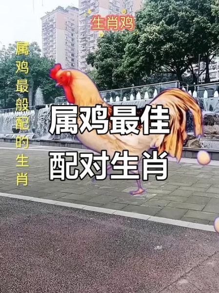 属鸡喜欢你的生肖属相（属鸡真的喜欢你吗？看生肖匹配就知道）
