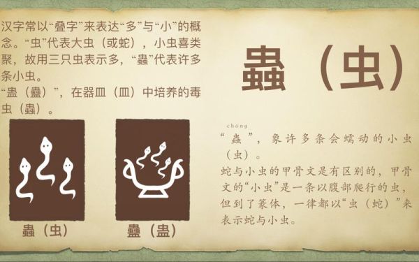 虫类属什么生肖属相呢