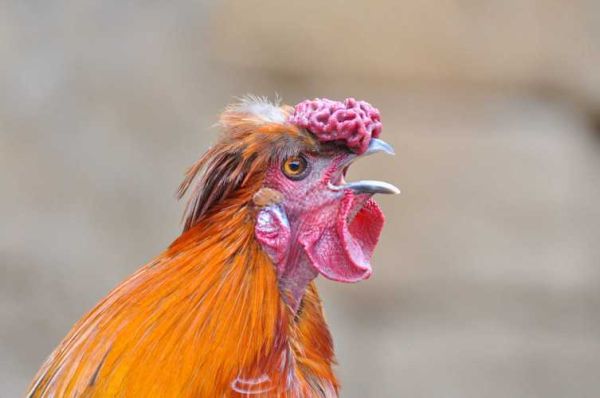 十二生肖虎年属相(虎年出生的人今年多大)