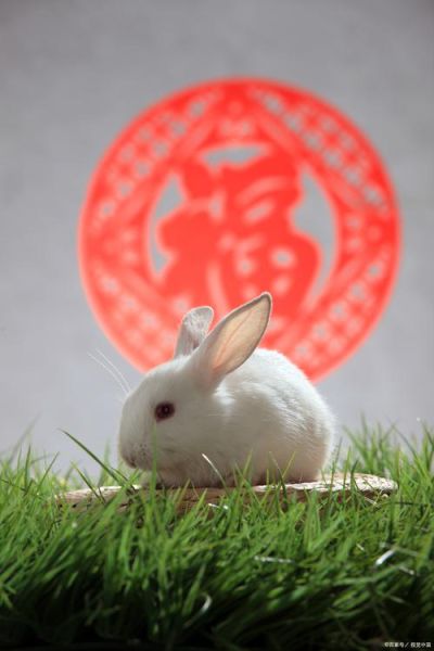 太监生肖属相(太监生肖属相大揭秘)