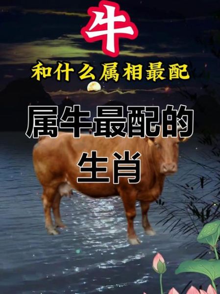 生肖牛跟什么属相配（生肖牛和鼠婚配最佳吗？）