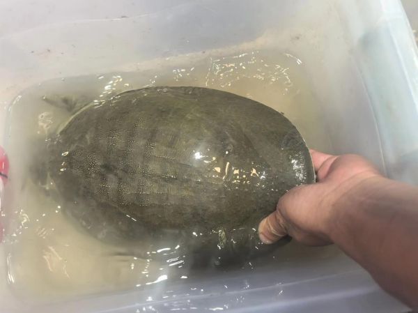 甲鱼属相最配什么生肖（甲鱼属相最配什么生肖？）